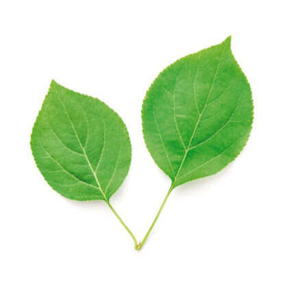 DEPILIA ΚΕΡΙ ΔΟΧΕΙΟ CHLOROPHYLL - 800ml